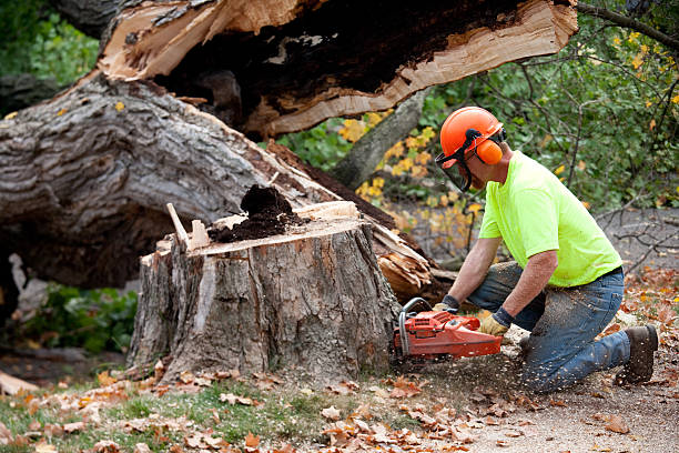 Best Lawn Maintenance Plans  in Yucos, CA